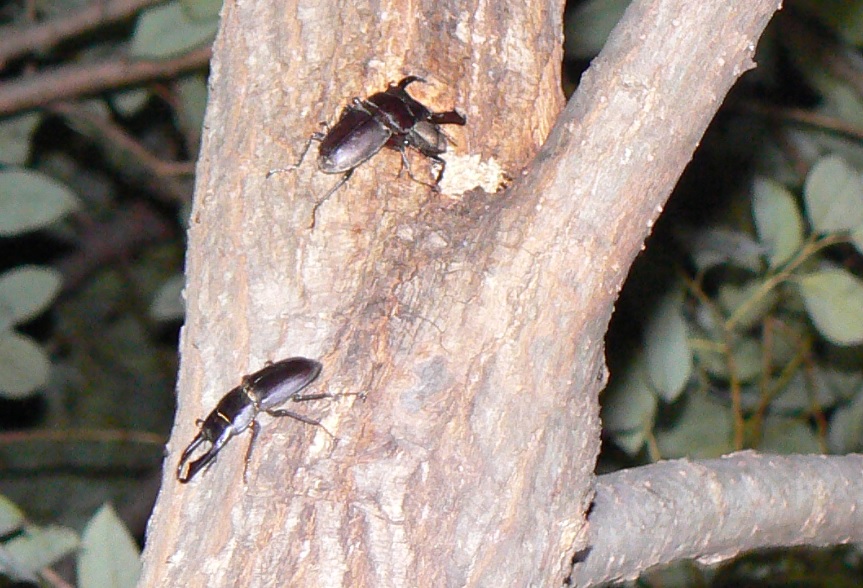 ヤナギ林のその他のヤナギ_コクワガタ恋の季節 雌をかけて戦った2匹の雄のその後_201006_18-40